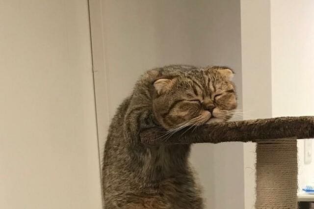 立ったまま熟睡してしまった猫さん　可愛すぎる光景に悶絶の声