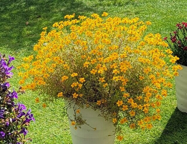 1鉢で「ふわり」と香る！育てよかった【花と香りを楽しめる植物】2つ。玄関や庭に出るのが楽しくなる！秋まで花が楽しめる！
