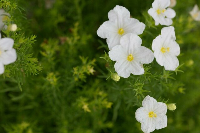 【雑草対策にも】初夏に咲くグランドカバープランツ3選！地面を美しく覆うローメンテ植物を厳選