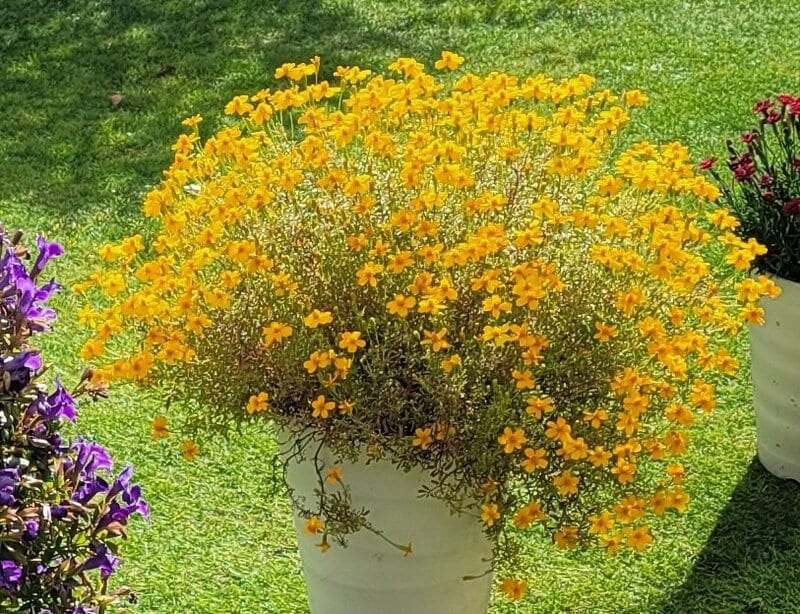 1鉢で「ふわり」と香る！育てよかった【花と香りを楽しめる植物】2つ。玄関や庭に出るのが楽しくなる！秋まで花が楽しめる！