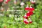 うちでは10年以上植えっぱなし！初夏から晩秋までずっと咲く〈いい香りの多年草〉暑さに強く、1株で大きく育つから初心者にもおすすめです
