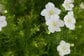 【雑草対策にも】初夏に咲くグランドカバープランツ3選！地面を美しく覆うローメンテ植物を厳選