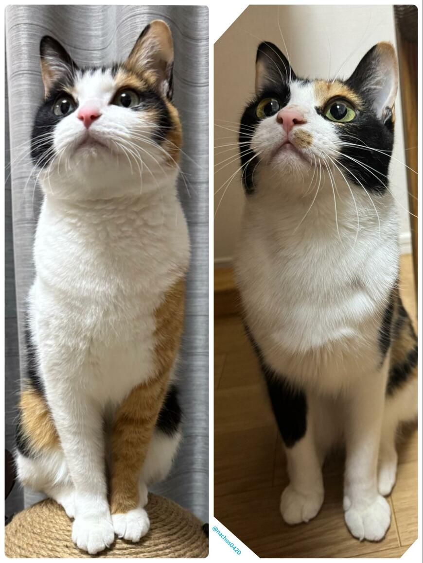 本物の姉妹みたいな保護猫の「ごはん前の様子」→愛らしい2匹の行動に目が離せない