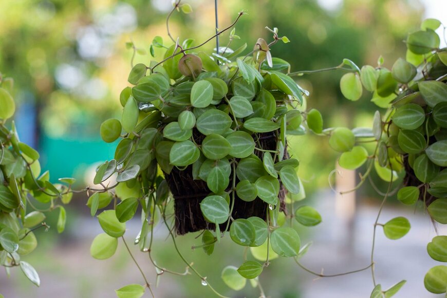 TuktaBaby/shutterstock.com