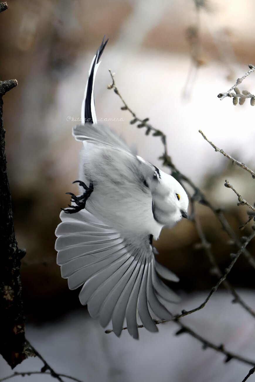 出所：@kitano_camera