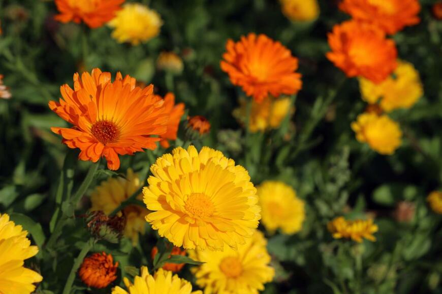 Marina Tesyelkina/shutterstock.com