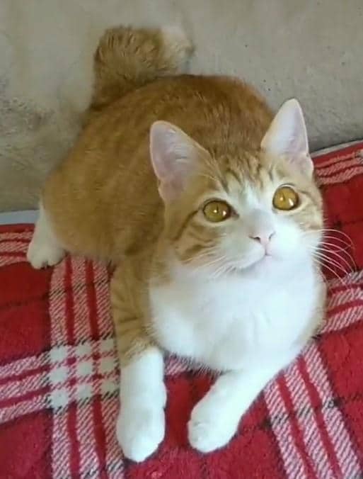 出所：@mero627puri914