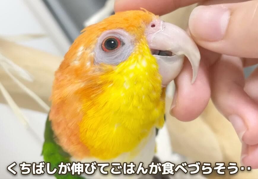 出所：@anz_omomiri