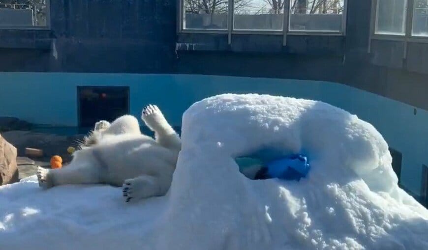 出所：@kobeojizoo