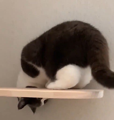 届きそうで届かない！猫が狙っている意外なものに笑ってしまう