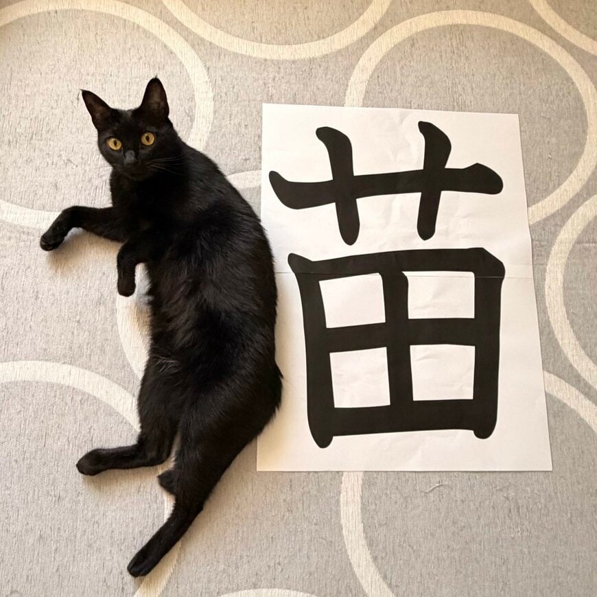 「リアルけものへん」黒猫が苗の字のとなりで体を伸ばして　「猫」の漢字が完成する愛らしい一枚
