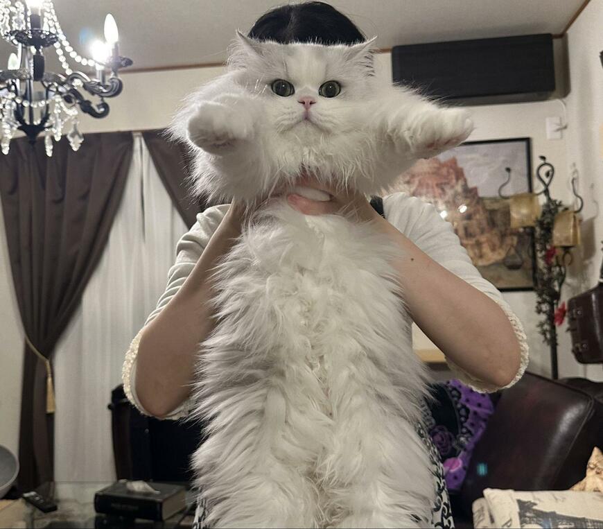 出所：@NEKOLAND13