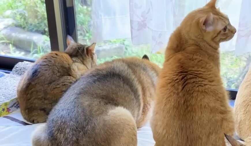 寂しそうな柴犬の元に猫ちゃんが大集合！寄り添う姿に家族の絆を感じます