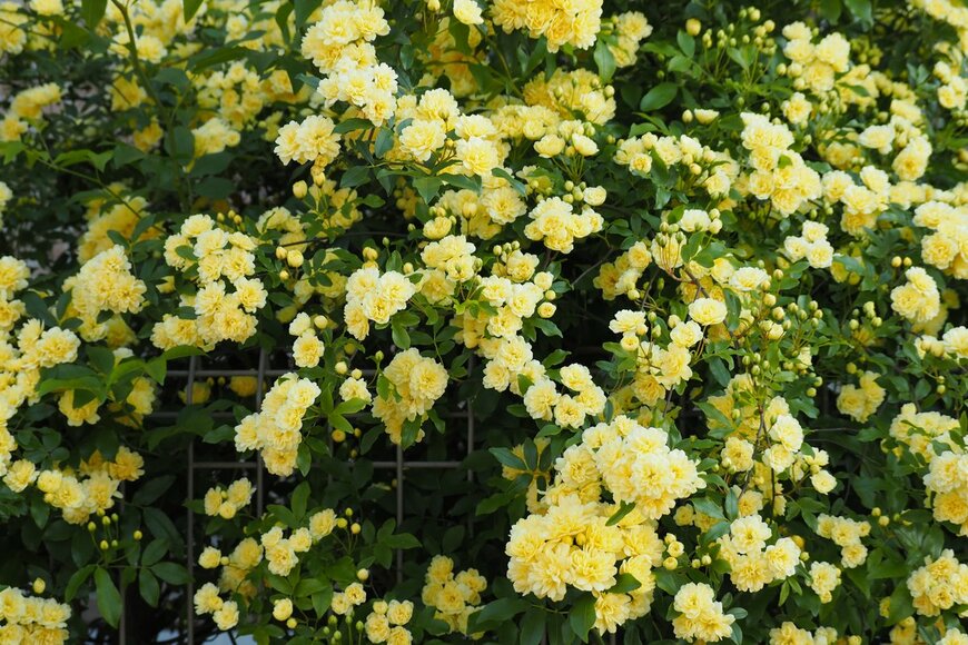 pote-poteco/Shutterstock.com