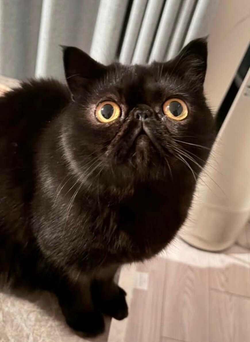 出所：@kotetsu_0420