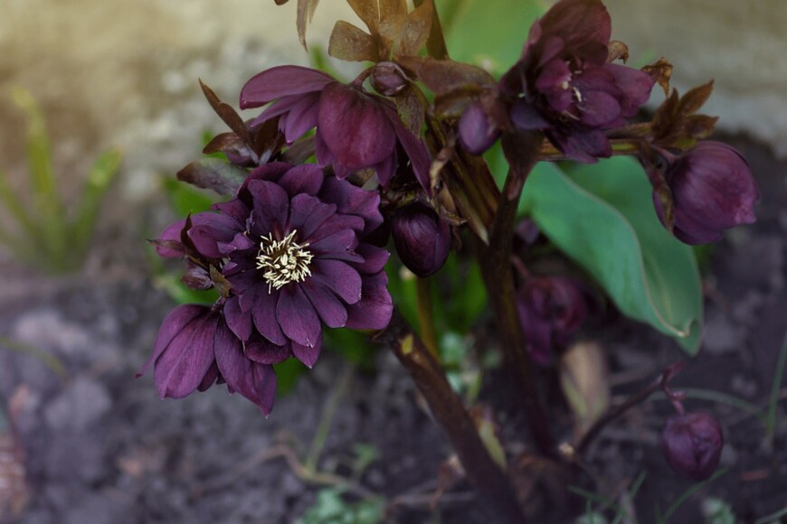 lesichkadesign/shutterstock.com