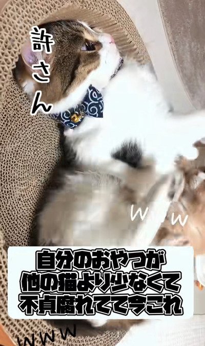 出所:@nikoandkotatorowasabi