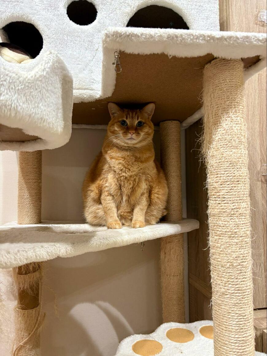 出所：@kagisuzu0531