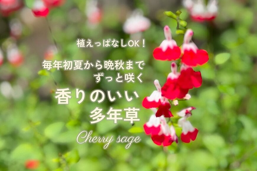 うちでは10年以上植えっぱなし！初夏から晩秋までずっと咲く〈いい香りの多年草〉暑さに強く、1株で大きく育つから初心者にもおすすめです