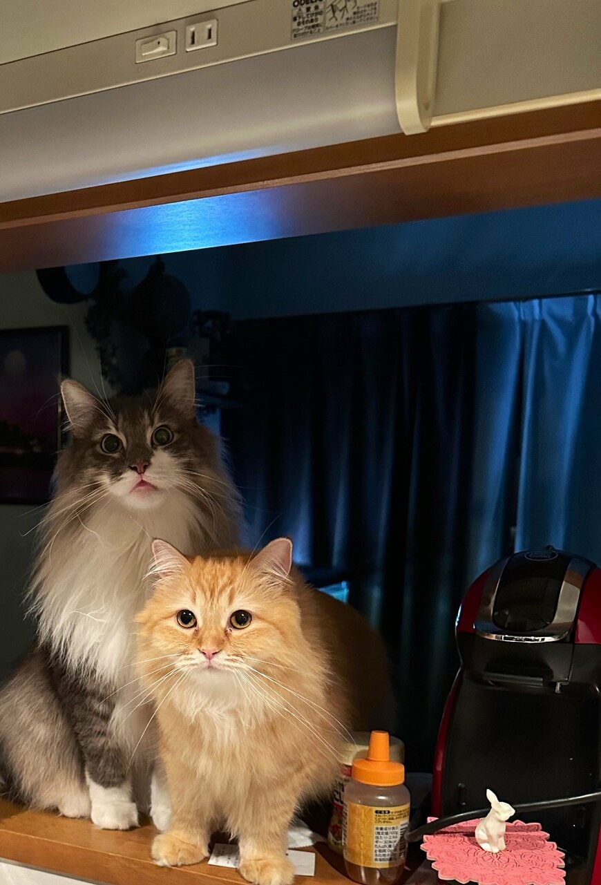 出所：@NEKOLAND13