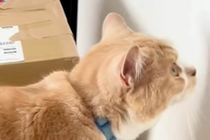 自宅の「ダンボールに吸い込まれる猫」に思わず目を疑う　とんでもない吸引力に笑ってしまう