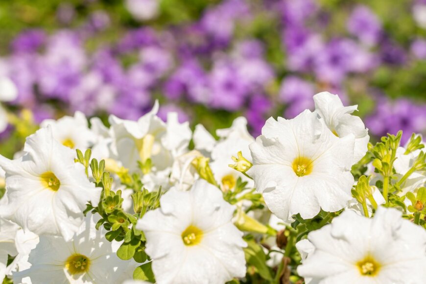 Winlyrung/shutterstock.com