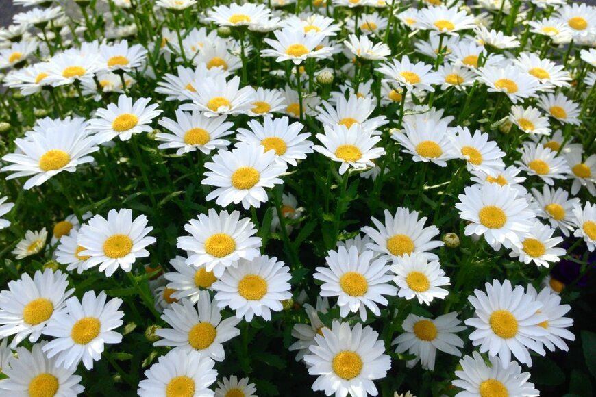 chuugo/shutterstock.com