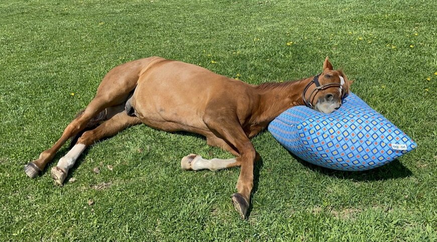 出所：Yogiboヴェルサイユリゾートファーム