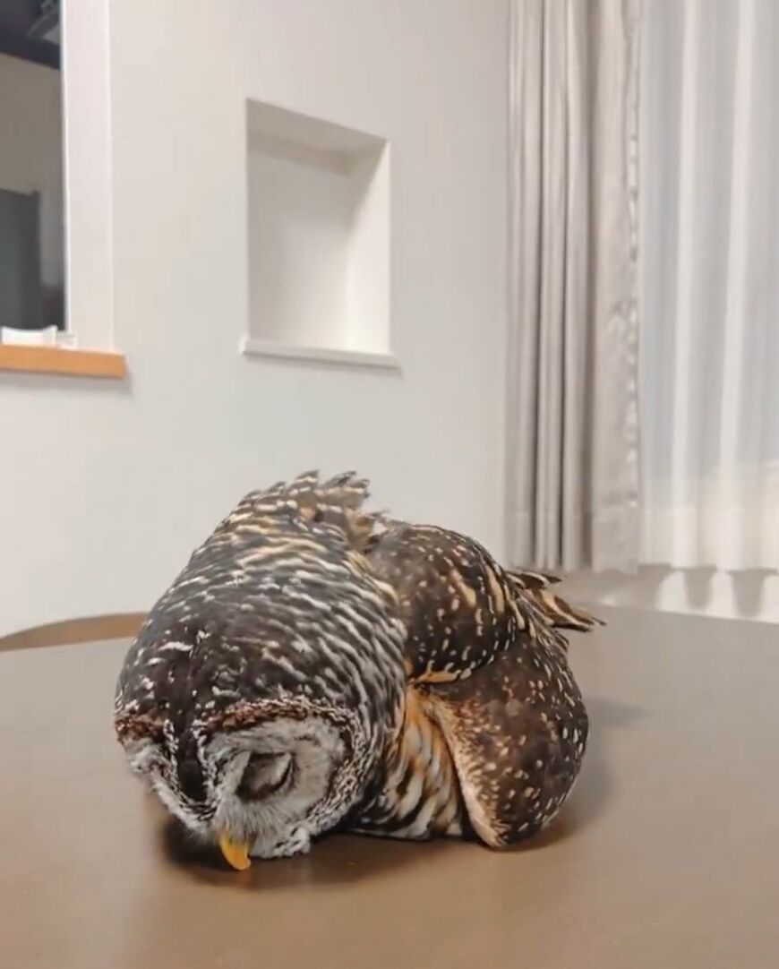 出所：@kanata_akas