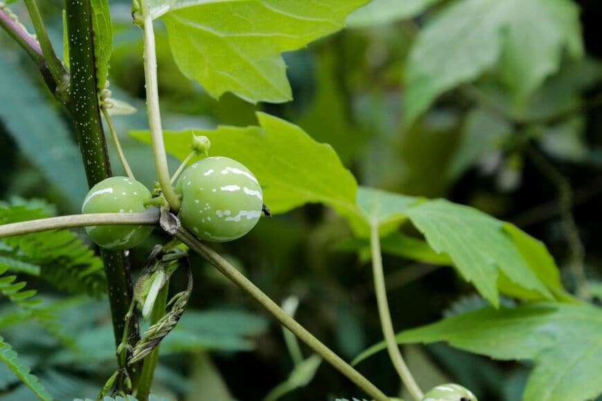 henhen hendriana/shutterstock.com