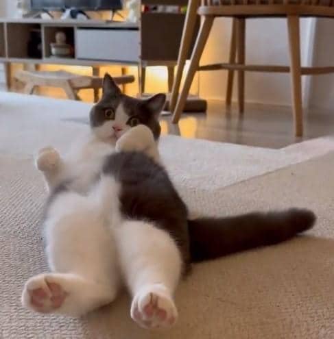 出所：@omochiomoching