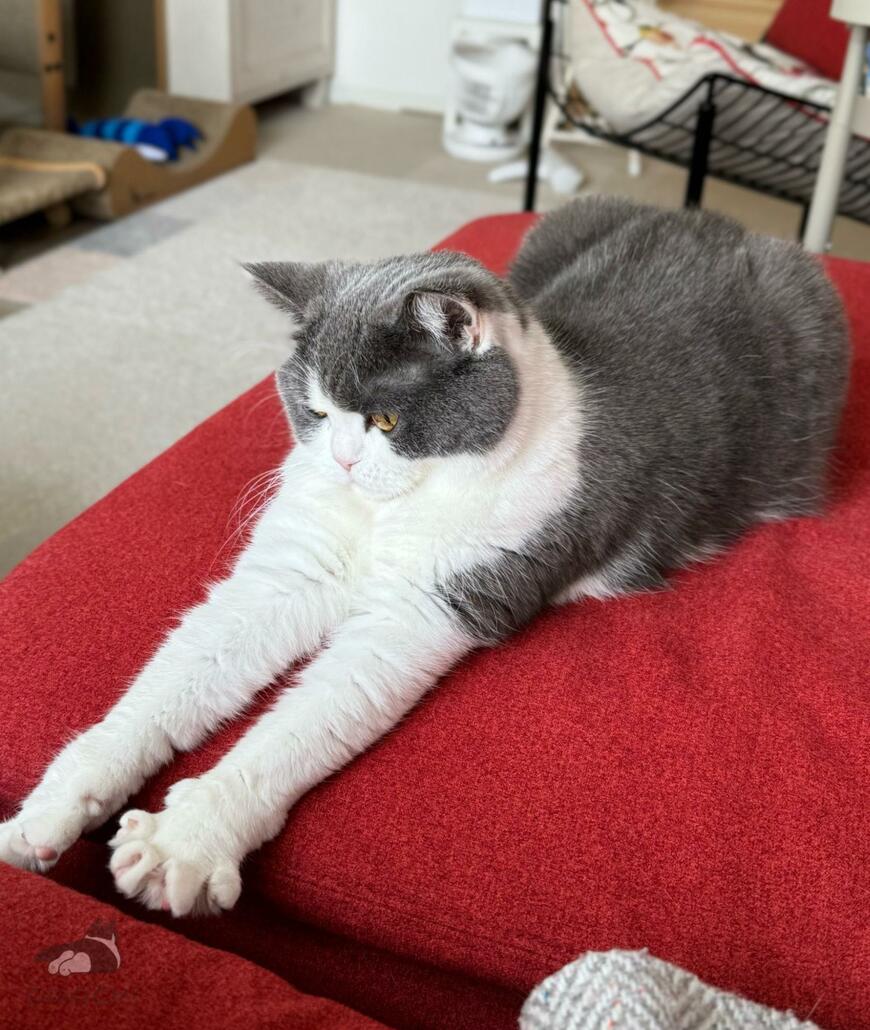 出所：@omochiomoching