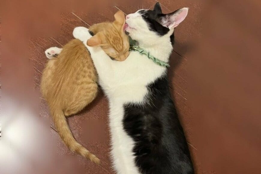 「じゃれ合う2匹の猫」のビフォーアフターが話題　まさかの変化に「一発でわかるサイズ感」