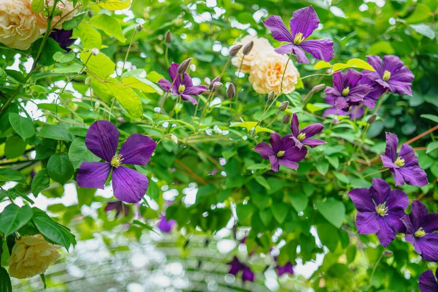 monstrose/Shutterstock.com