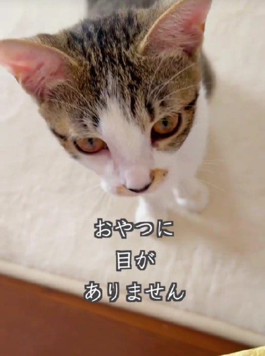 病を抱えた生後4ヵ月半の保護子猫ちゃん→おやつをあげると見せる驚きの目ヂカラに癒される