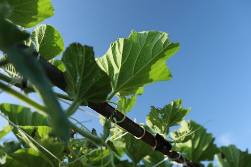 eric1207cvb/shutterstock.com