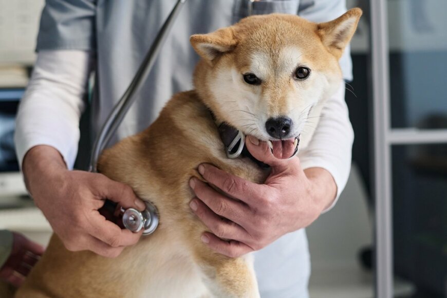 【獣医学部・学費比較】北里大・日大・麻布大「6年間の学費が一番高いのはどこか」