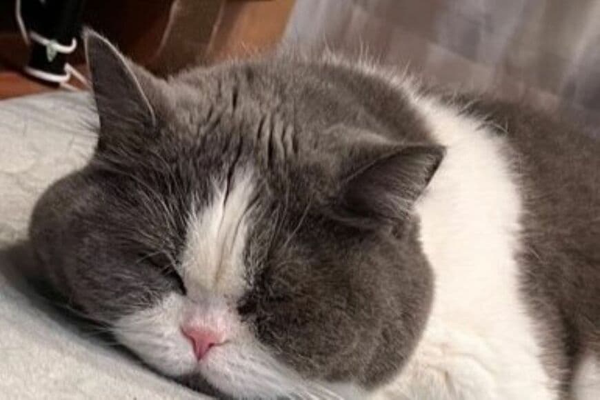 自宅で「充電中の猫」　すやすや「お昼寝中の様子」をよく見てみると新たな発見が…