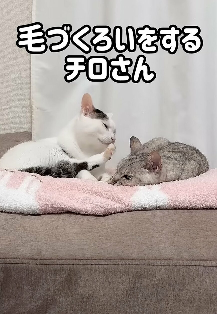 出所:@nekohou