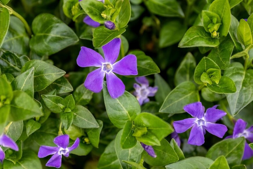 Eleni Saitanidi/shutterstock.com