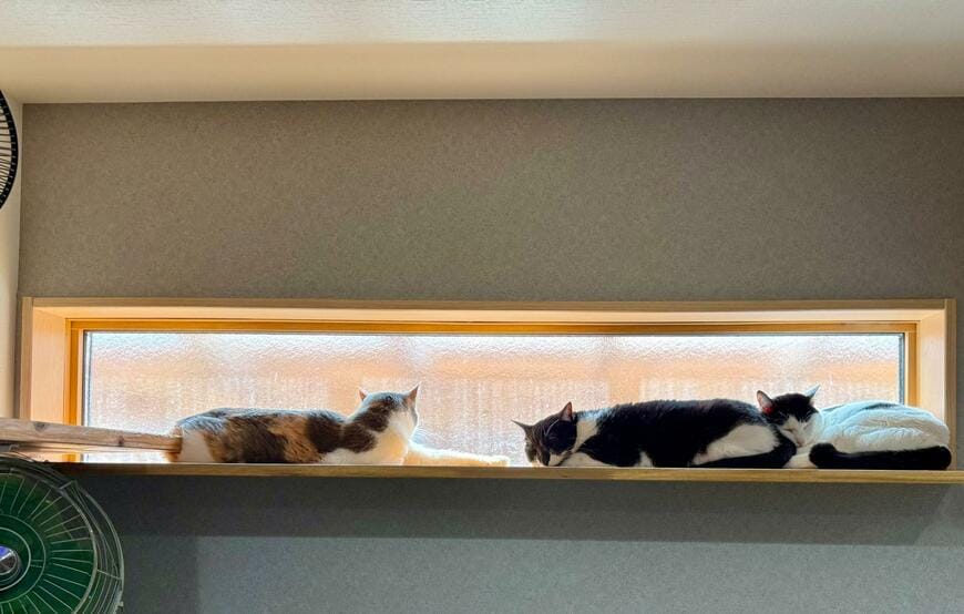 【イリュージョン】窓辺でスヤスヤ熟睡する猫ちゃん達に起きた「まさかの現象」！いつの間にか枕役が交代する奇跡の1枚