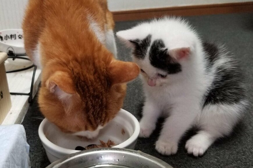 先代猫のごはんを見守っていた子猫　7年後に撮影された「まさかの様子」に思わずほっこり