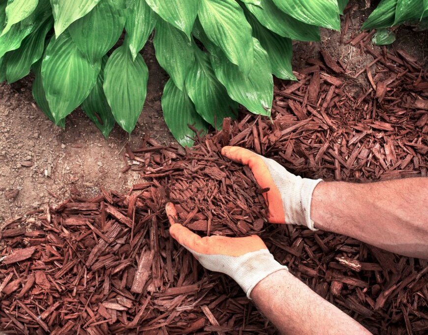 Jon Rehg/shutterstock.com