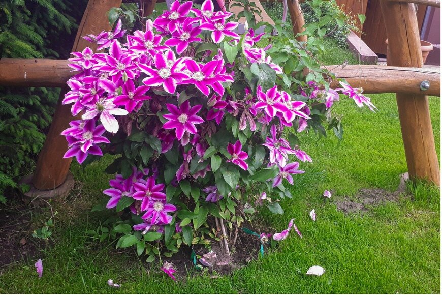 クレマチス　photo_Pawel/istockphoto.com