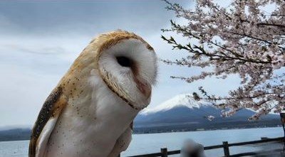 【キャンプの思い出とフクロウ】楽しかった思い出を振り返る様子に150を超えるいいねが！