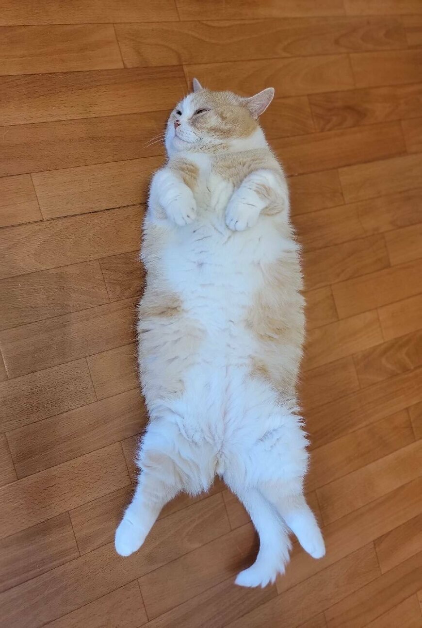 出所：@nekotansoku