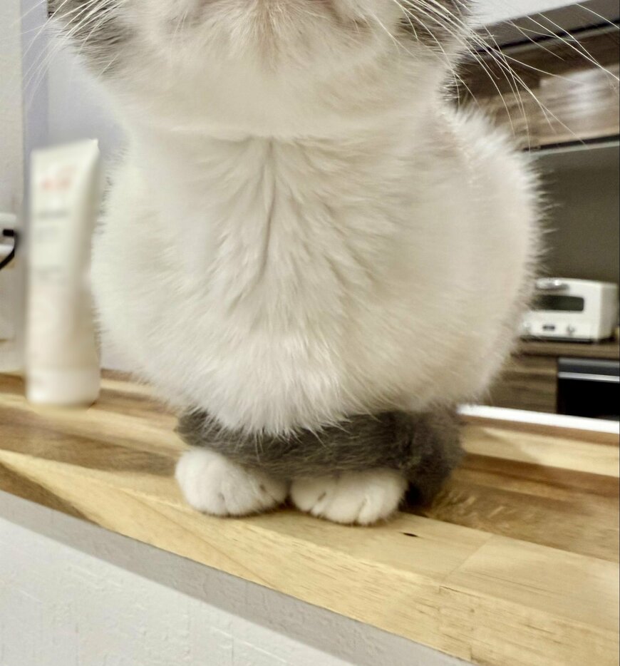 出所：@omochi_nam01