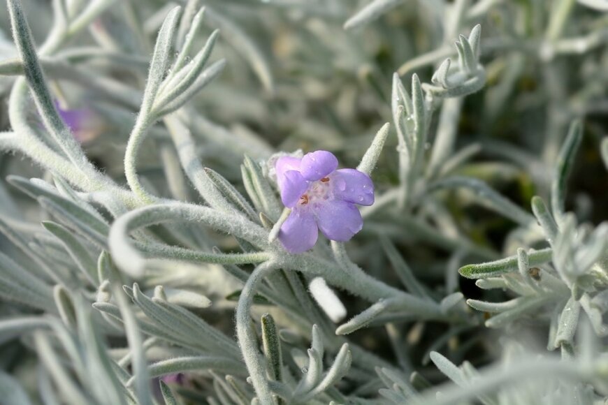 Nahhana/shutterstock.com