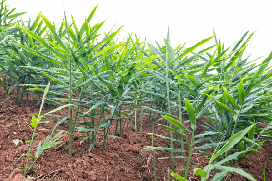 ショウガ　　AlivePhoto//shutterstock.com