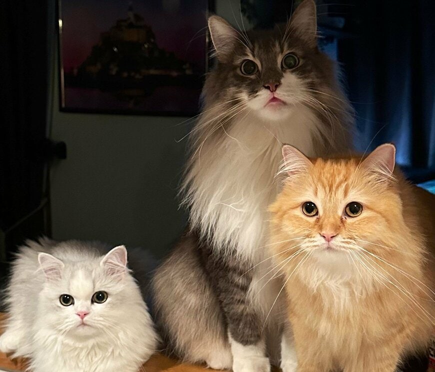 出所：@NEKOLAND13